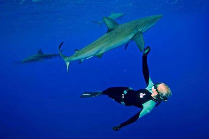 Тендітна блондинка і хижа біла акула (14 фото)