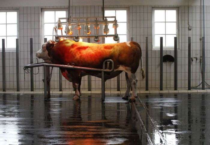 Фотозвіт з центру штучного запліднення великої рогатої худоби (18 фото)