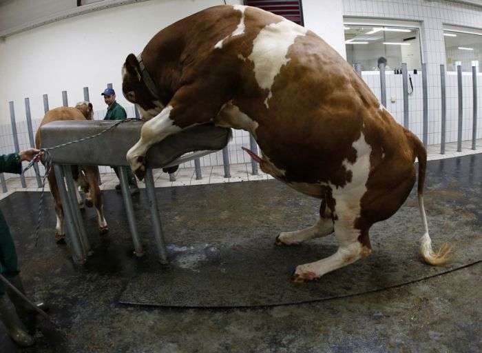 Фотозвіт з центру штучного запліднення великої рогатої худоби (18 фото)