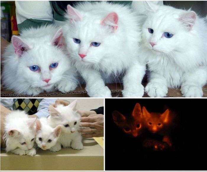 Вдалі спроби клонування різних тварин (12 фото)
