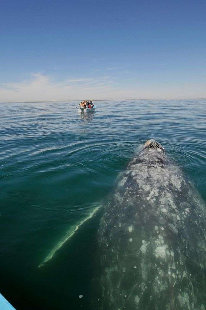 Дружня зустріч і поцілунки з китом (21 фото + відео)