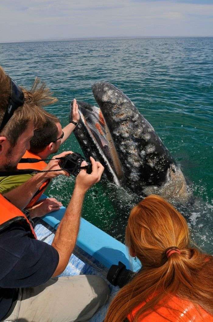 Дружня зустріч і поцілунки з китом (21 фото + відео)